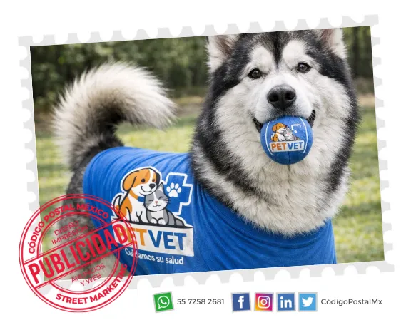 husky con pelota y playera brandeada con logo de veterinaria
